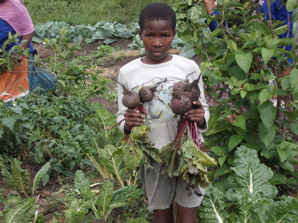 A young African child proudly shows fresh vegetables grown in his mothers micro farm.