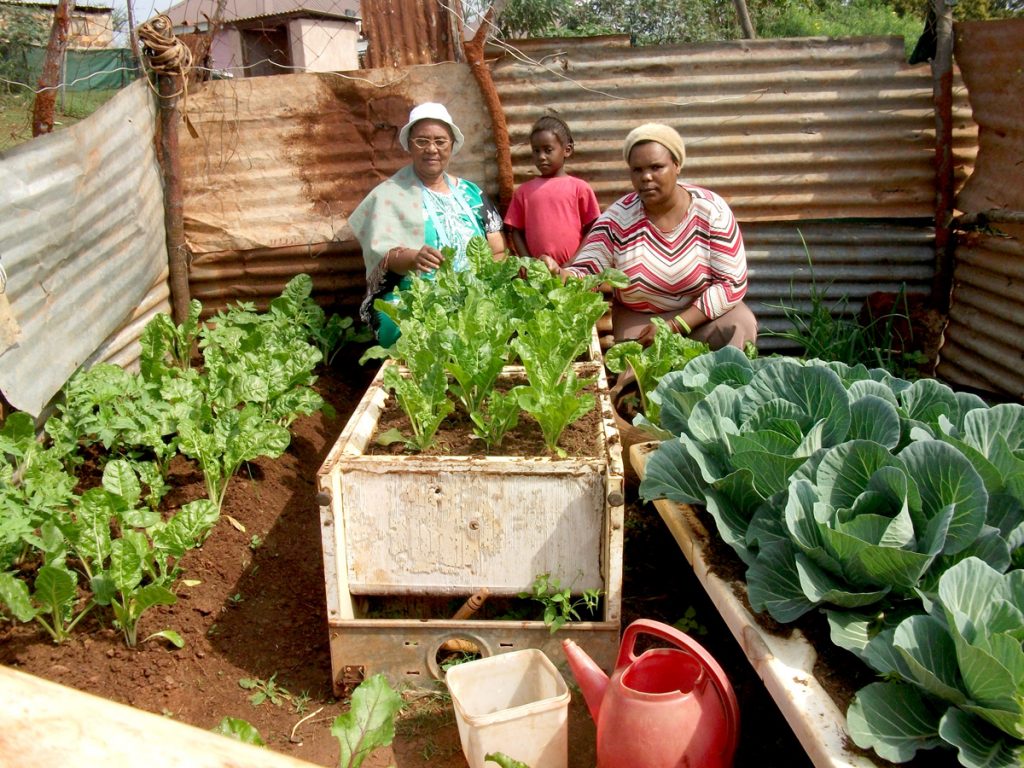 A family in South Africa growing vegetables to sell for income.