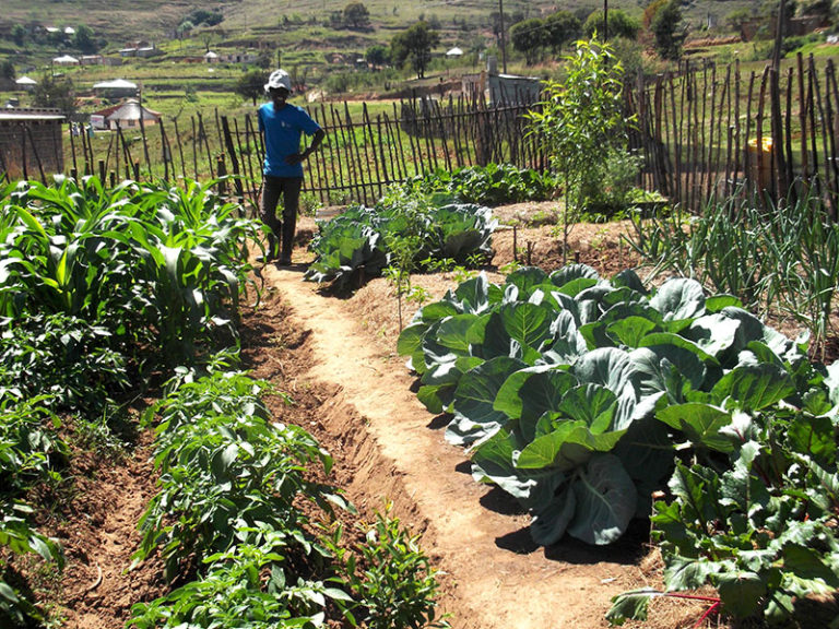 Thandolwethu’s dream is to be a successful farmer.