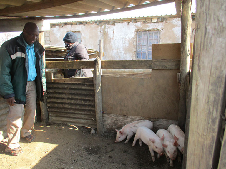 Cosmos Makhanya supplies the local community with pork.