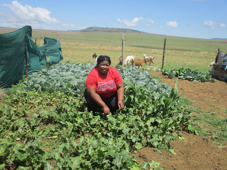 Thembeka Zondo started a garden and now grows potatoes, cabbage and spinach.