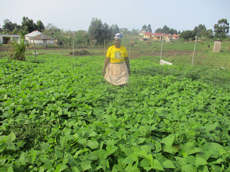 Mrs Zindela says that nice looking bean crops don’t just happen automatically.