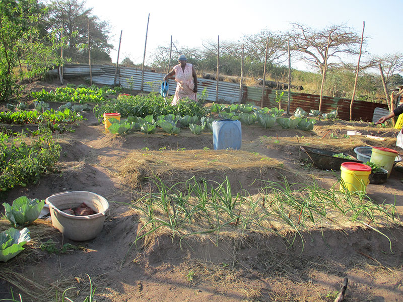 Phumzile Ntombela produces vegetables for her family consumption.