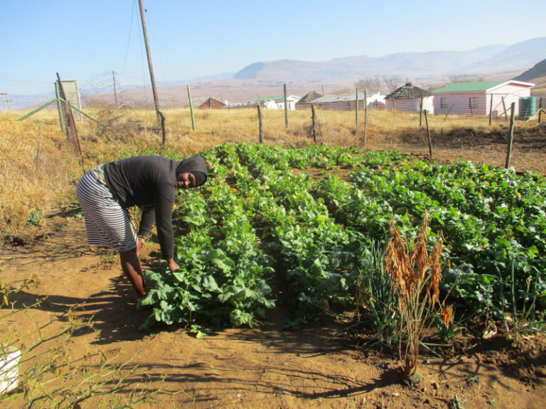 Nomvelo Z Nkala bought a variety of seedlings which she fertilised with kraal manure.