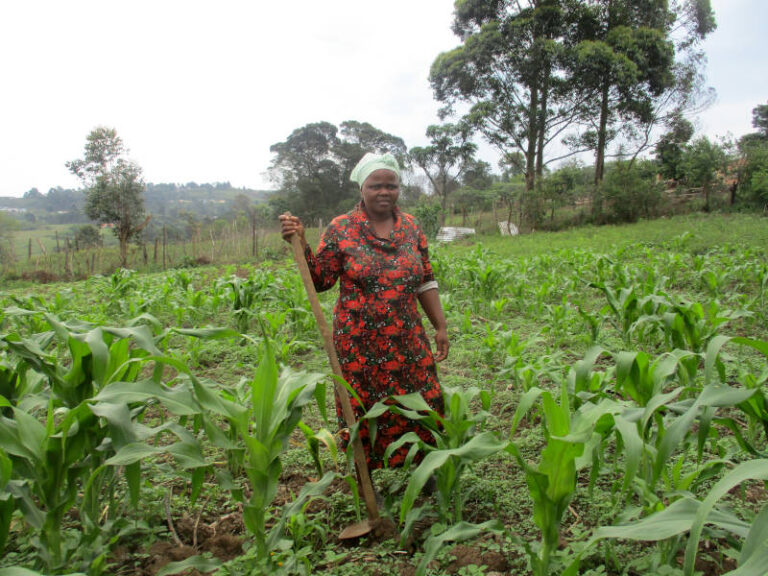 Duduzile Sikhosana, a hard working group member grows a lot of maize for sale.