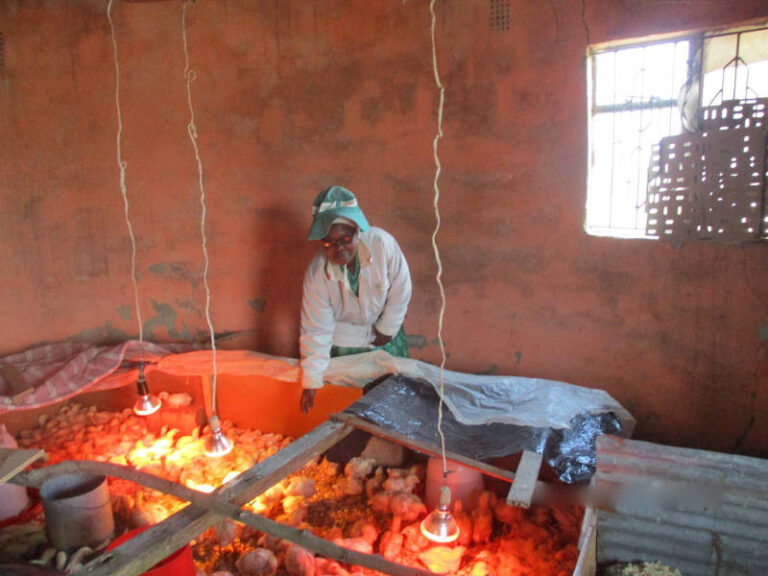 Raising broiler chickens and growing vegetables is what made this lady Thembi Mdunjani a famous business lady at Izingolweni!