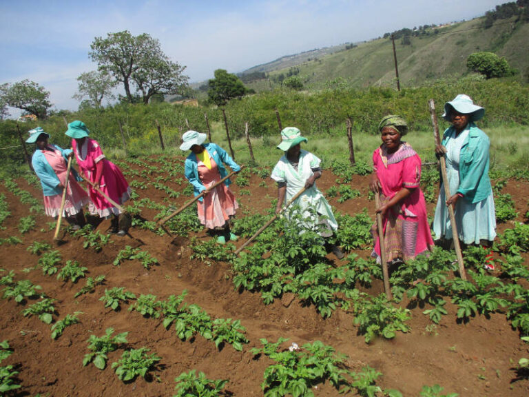 This is a ‘sector group’ from the Hlomendlini zone in Izingolweni