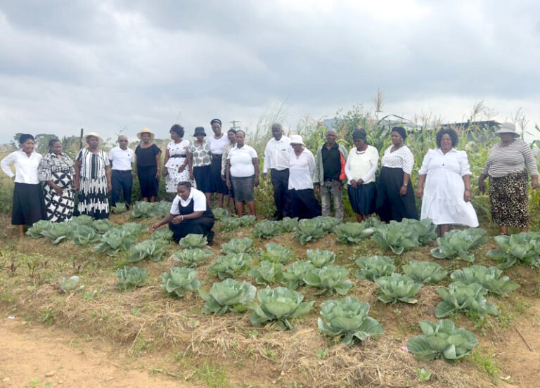 The Emdwebu Groups have established a communal garden where they grow vegetables.